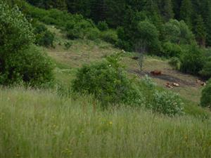 intenzívne pasenie na lokalite